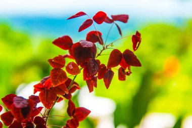 Yeşil arka planlı kırmızı yapraklar, Tayland.