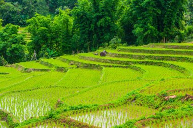 Tayland 'ın Chiangmai eyaletinde pirinç tarlaları..