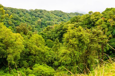 Doi Inthanon Ulusal Parkı, Tayland 'da Büyük Ağaçlar.