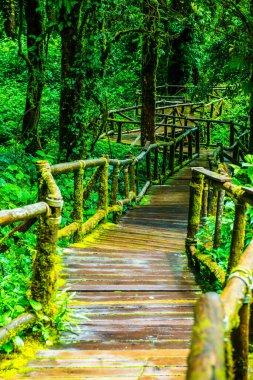 Doi Inthanon Ulusal Parkı 'nda yürüyüş yolu, Tayland.