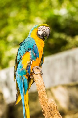Tayland 'da mavi boğazlı papağan..