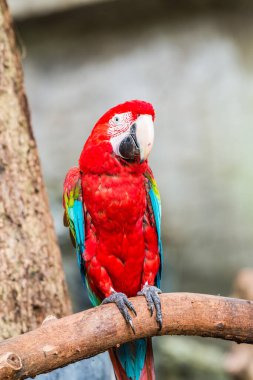 Tayland, Tayland 'da kırmızı papağan.
