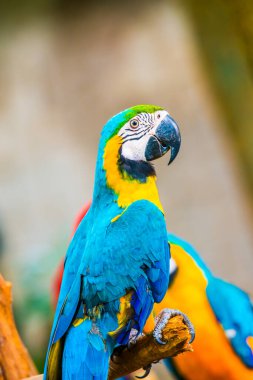 Tayland 'da mavi boğazlı papağan..