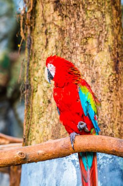 Tayland, Tayland 'da kırmızı papağan.
