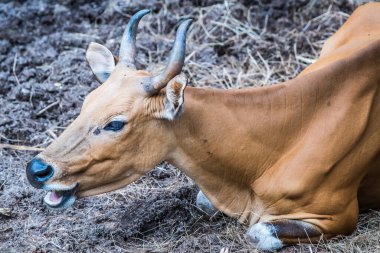 Tayland, Tayland 'da Banteng.