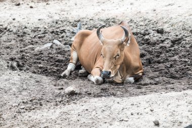 Tayland, Tayland 'da Banteng.