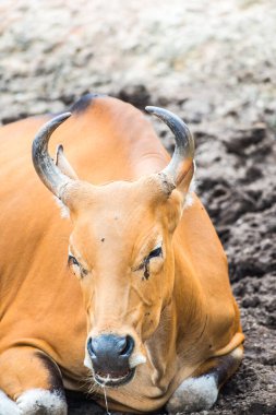 Tayland, Tayland 'da Banteng.