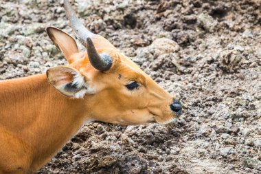Tayland, Tayland 'da Banteng.