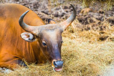 Tayland, Tayland 'da Banteng.