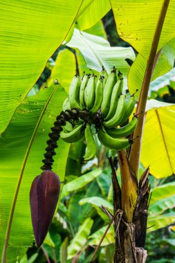 Pisang Ambon Muz Ağaç, Tayland.