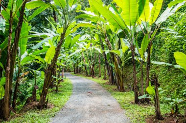Muz bahçesinde küçük bir yol, Tayland.