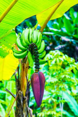 Pisang Ambon Muz Ağaç, Tayland.