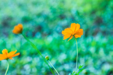 Sarı cosmos Çiçek bahçesinde, Tayland.