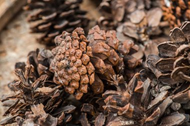 Bitki için çam kozalakları, Tayland.