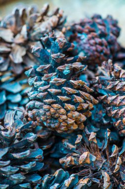 Bitki için çam kozalakları, Tayland.