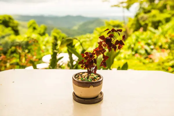 Little plant for decoration on the table, Thailand.