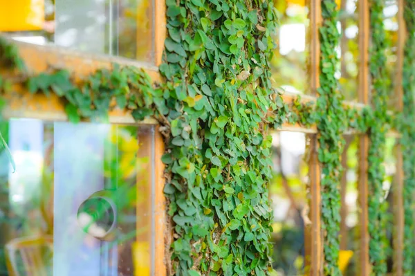 Ficus Pumila gölgeli bahçe bölgesinde ahşap bir çerçevede.