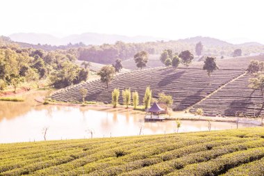 Tayland 'da gölü olan çay çiftliği.