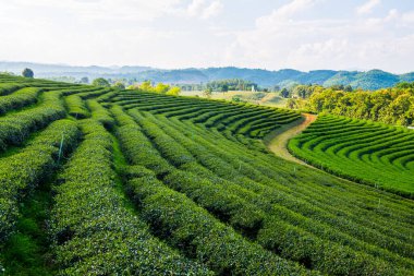 Tayland, Tayland 'da Çay Çiftliği.