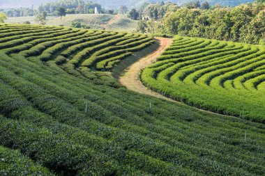 Tayland, Tayland 'da Çay Çiftliği.