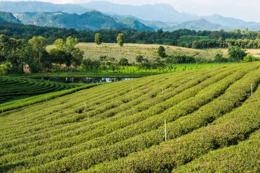 Tayland, Tayland 'da Çay Çiftliği.