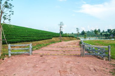 Tayland, Tayland 'daki çay çiftliğinin manzarası.