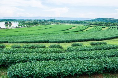 Tayland 'da gölü olan çay çiftliği.