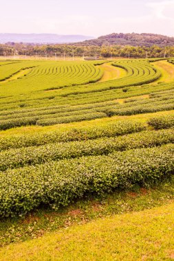 Tayland, Tayland 'da çay çiftliği.