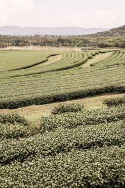 Tayland, Tayland 'da çay çiftliği.