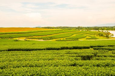 Tayland 'da gölü olan çay çiftliği.