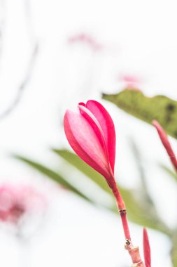 Pembe Frangipani çiçeğine yakın çekim, Tayland.