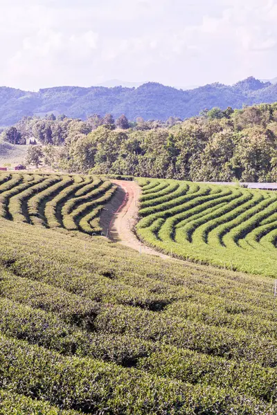 Tea Farm in Thai, Thailand.
