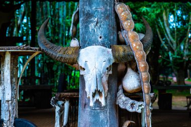 Baan Barajı müzesinde bufalo kafatası, Tayland.