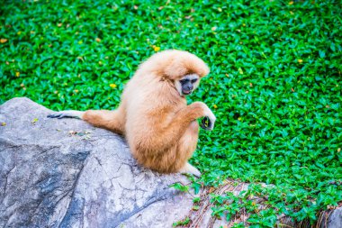 Tayland 'da Beyaz elli Gibbon.