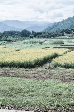 Tayland 'da Sunn Hemp Field.