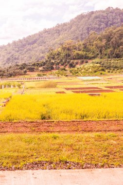 Tayland 'da Sunn Hemp Field.