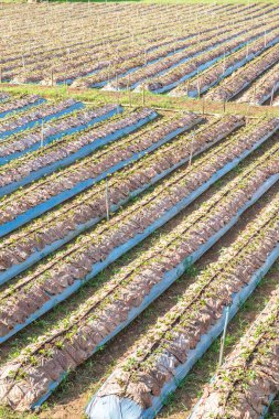 Tayland 'ın Chiangmai şehrinde çilek çiftliği..