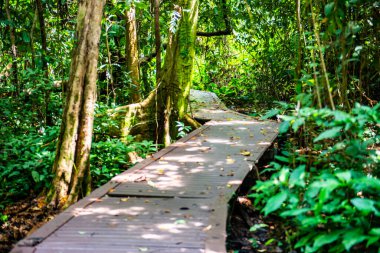 Phu Sang, Tayland 'da doğa yolu..