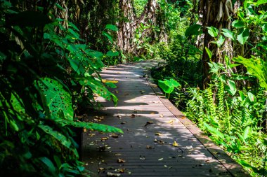 Phu Sang, Tayland 'da doğa yolu..
