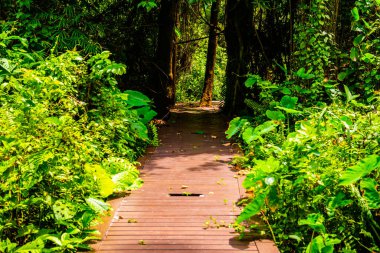 Phu Sang, Tayland 'da doğa yolu..