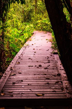 Phu Sang, Tayland 'da doğa yolu..