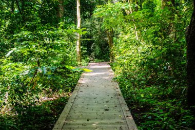 Phu Sang, Tayland 'da doğa yolu..
