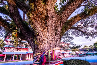 Tayland 'ın Chiang Kham bölgesinde güzel bir yağmur ağacı..