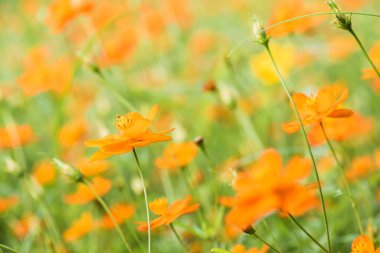 Sarı cosmos Çiçek bahçesinde, Tayland.