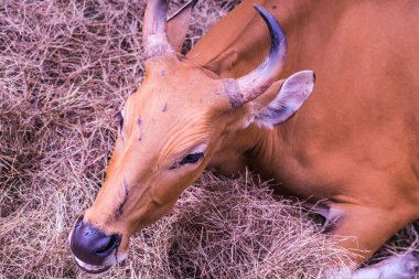 Tayland, Tayland 'da Banteng.