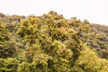 Doi Inthanon Ulusal Parkı, Tayland 'da Büyük Ağaçlar.
