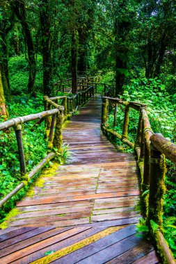 Doi Inthanon Ulusal Parkı 'nda yürüyüş yolu, Tayland.