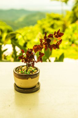 Masada biraz süs bitkisi var, Tayland..