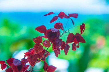 Yeşil arka planlı kırmızı yapraklar, Tayland.