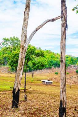 Tayland 'ın Chiangmai eyaletinde doğal manzara.